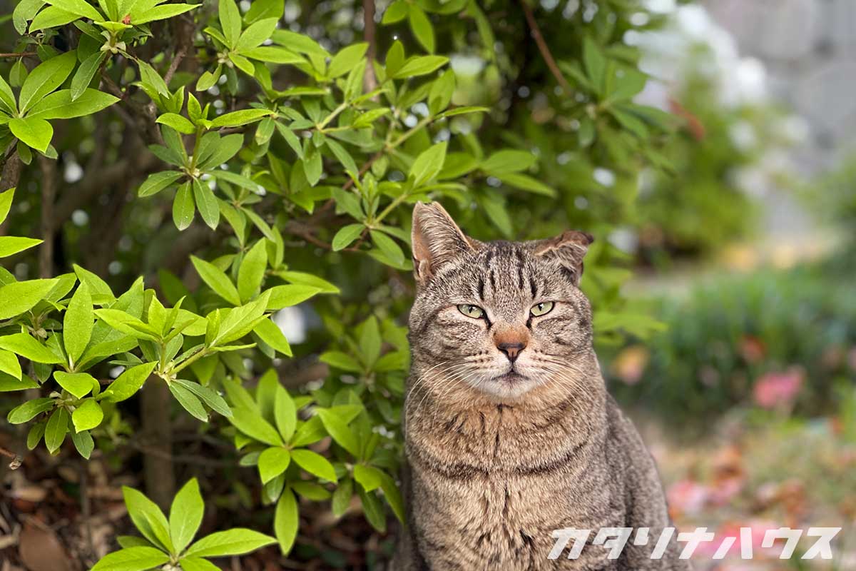 松山城のサクラ猫