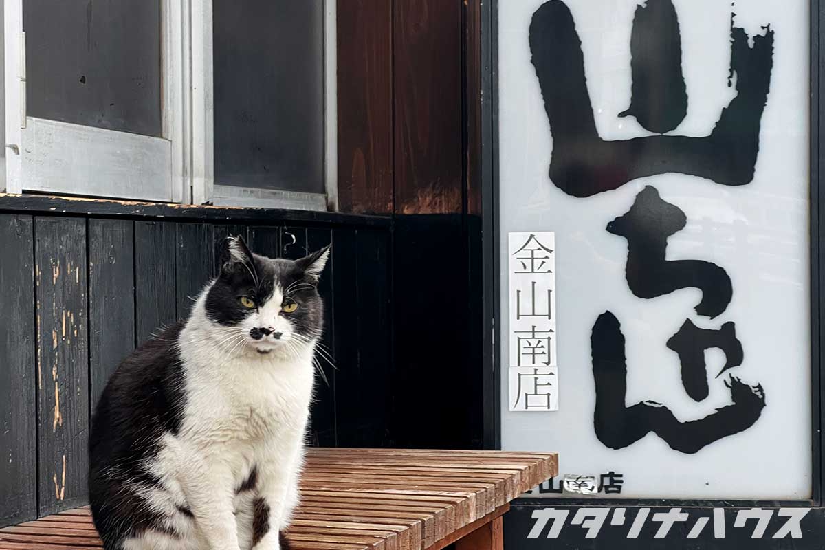 名古屋のさくら猫に出合いました