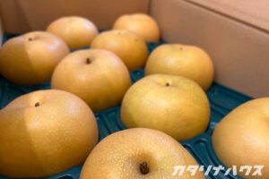 秋の味覚　梨　フルーツ　頂き物　松山市浅海　農園
