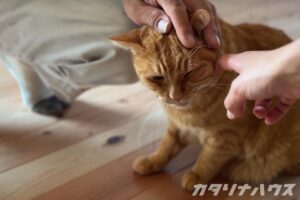 キャットウォーク　猫がいる暮らし　松山市リノベーション　愛媛リフォーム　