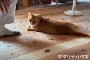 キャットウォーク　猫がいる暮らし　松山市リノベーション　愛媛リフォーム　