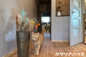 引き渡し　松山市リノベーション　自宅改装　猫と暮らす家　松山市リフォーム　リノベーション　リフォーム　松山市