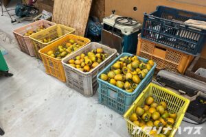 松山市　カタリナハウス　柿　干し柿　物作り　自然　季節　柿酢