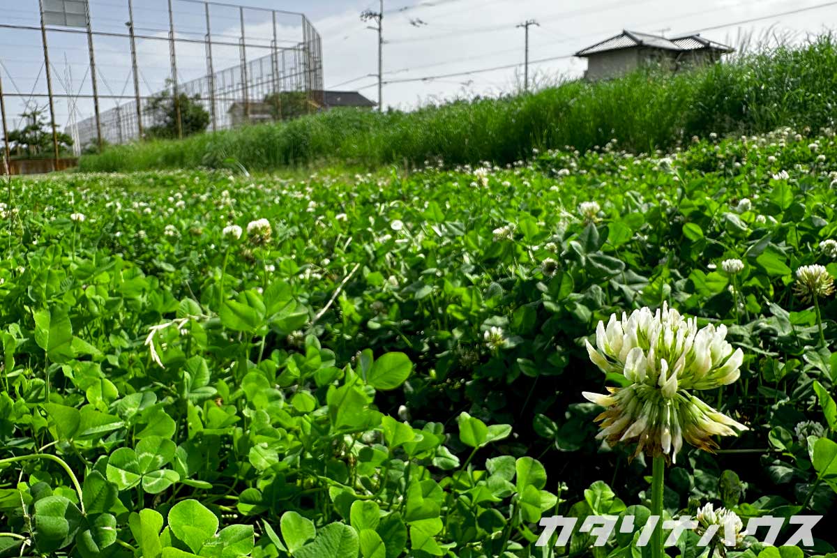 ダーニング部が開催された空き地に咲くシロツメクサとキャベツ畑の風景