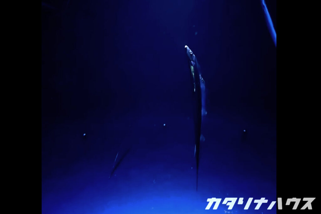 うみたまごで一番美しい展示だった太刀魚