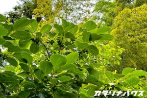 初夏の柿の木に小さな実がなり始めた様子