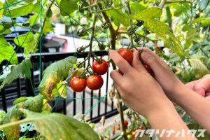 赤くなったプチトマトを収穫する子供の手。