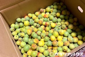 大きな段ボール箱に入った収穫したての青梅。