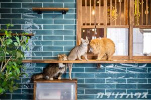 青色のサブウェイタイルの前に設けられたカウンターに三匹の猫が集まっている。カウンターの上には室内窓があり猫は窓の向こう側には立ち入り禁止。