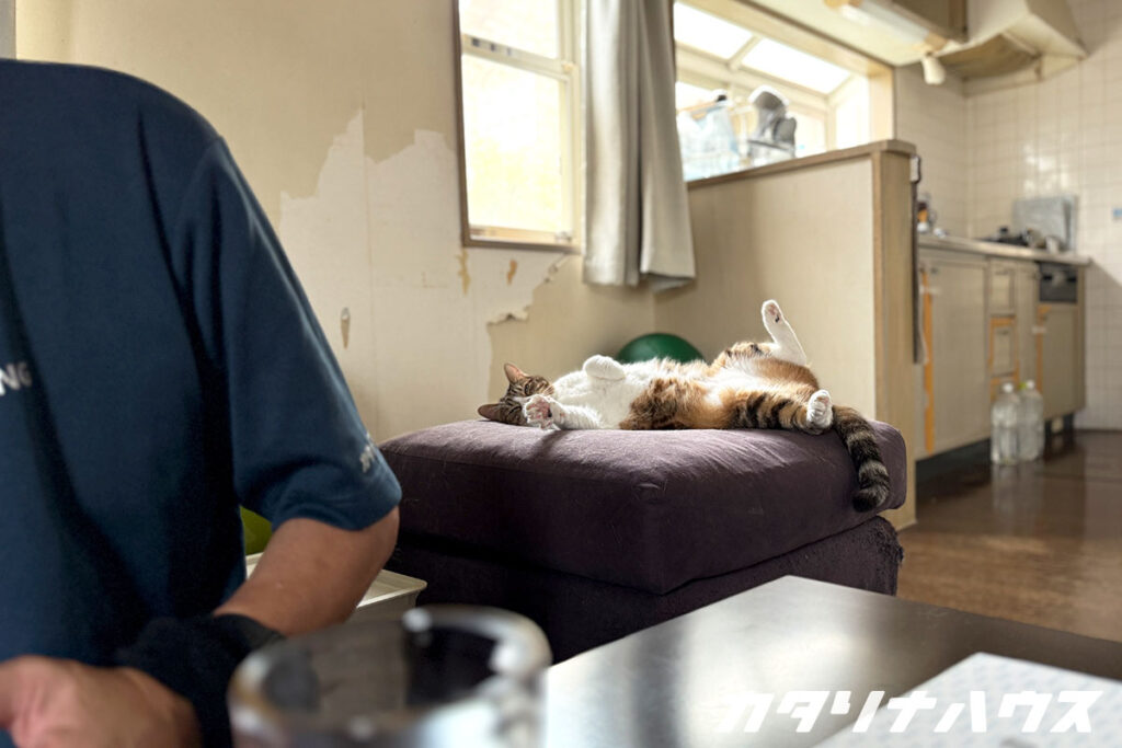ソファの上で仰向けになりくつろぐ三毛猫。奥の壁は猫のいたずらでクロスがはがれている