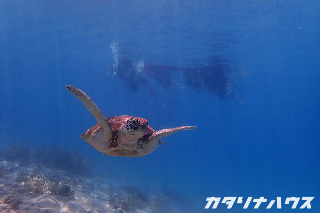慶良間諸島・座間味島の海で出会ったウミガメ。透き通った海の中をゆったりと泳ぐ姿