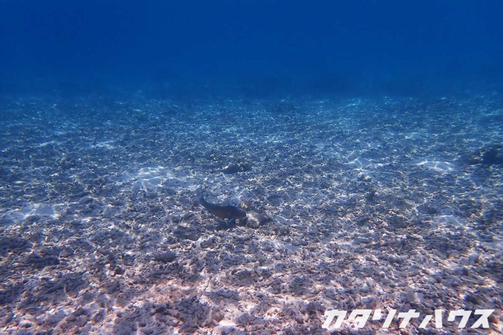 海底に広がる白化したサンゴの残骸。沖縄のサンゴ礁の現状を映した一枚