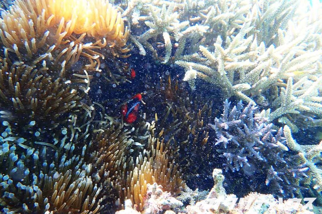 元気なサンゴとイソギンチャクの中を泳ぐクマノミ。沖縄の海ならではのカラフルな景観