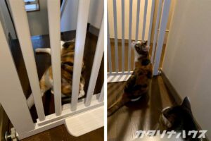 ペットゲートを前になすすべのない猫。