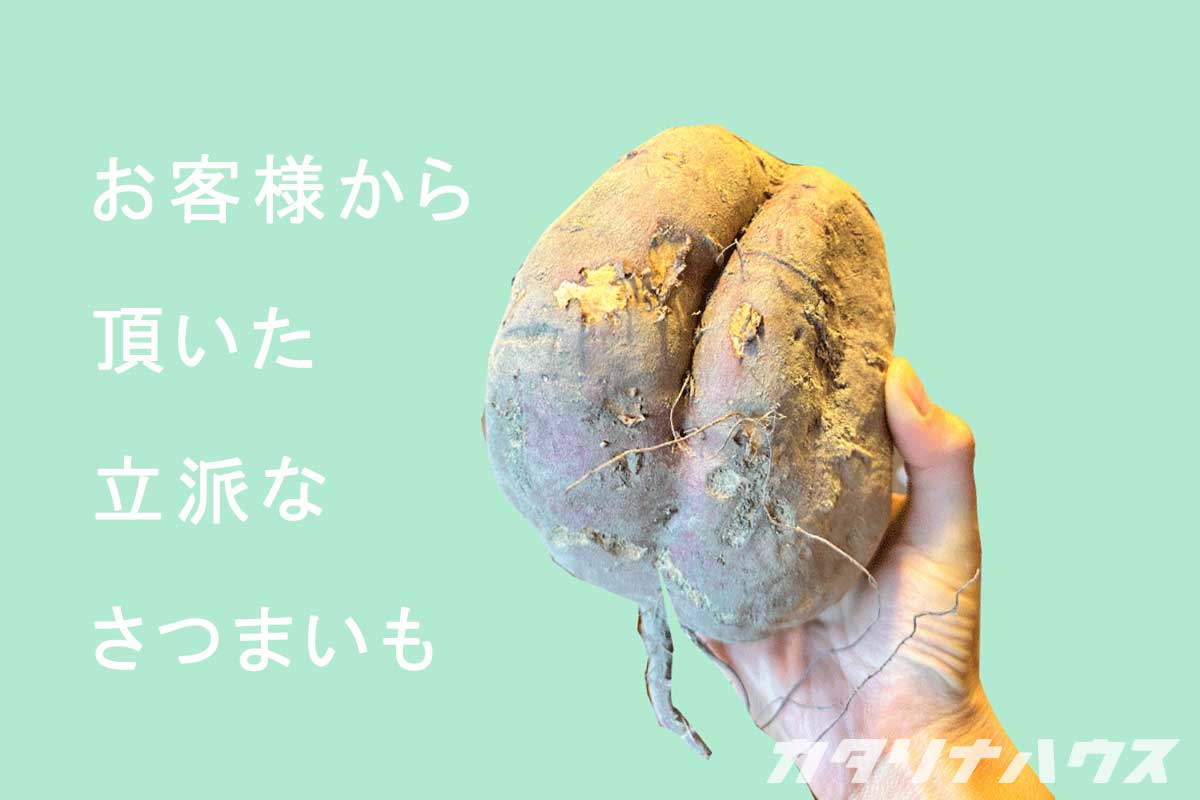 大きなさつまいもを持った右手の写真