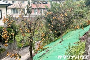 斜面に植わっている2本の渋柿の木。ほんのり色づいた実がたわわに実っている。
