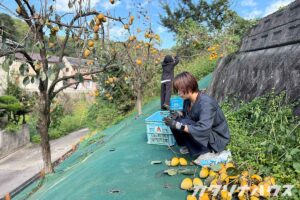 木から切り取られた柿の枝を短くカットしている女性スタッフ