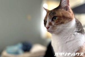 室内でくつろぐ猫の横顔。松山市のリノベーション現場で暮らす猫のイメージカット。
