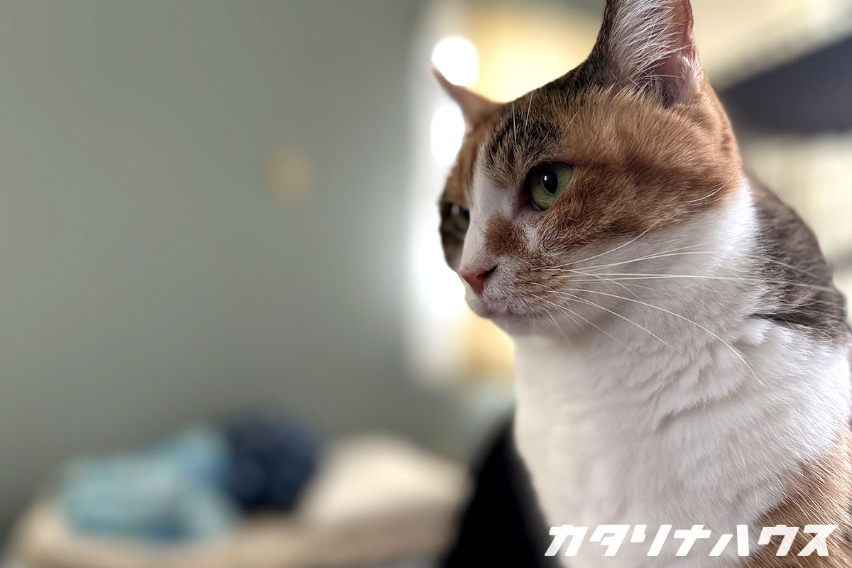 室内でくつろぐ猫の横顔。松山市のリノベーション現場で暮らす猫のイメージカット。