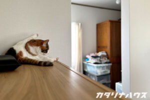 キャビネットの上で毛づくろいをする猫。リノベ中の住まいでのびのびと過ごす様子を表した一枚。