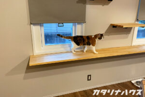 多頭飼いの猫が歩ける窓沿いキャットウォーク、運動不足解消のための造作棚
