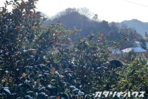 金柑の木に積もった雪と奥に見える山々