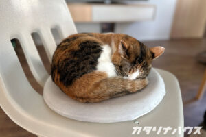 猫と暮らす家　リノベーション　掃除がしやすい