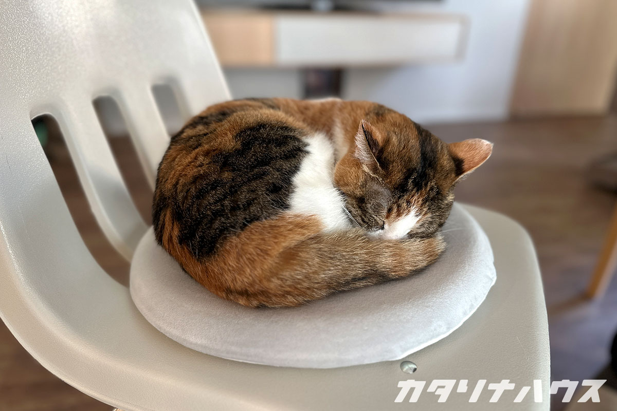 猫と暮らす家　リノベーション　掃除がしやすい