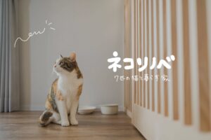 松山市　戸建て　猫と暮らすリノベーション