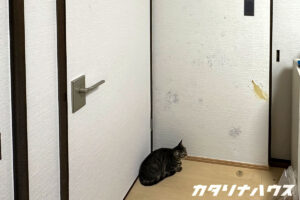 壁に浮き出ているカビ