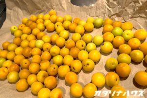 完熟の小梅を使った梅干し作り