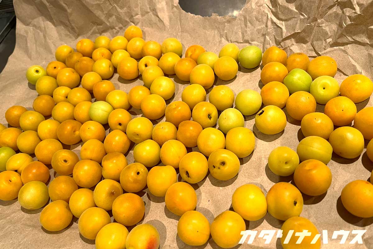 完熟の小梅を使った梅干し作り