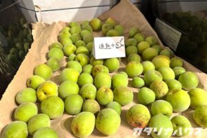 青梅を追熟させるために並べている様子