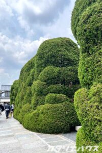 丸く剪定されたカイヅカイブキ